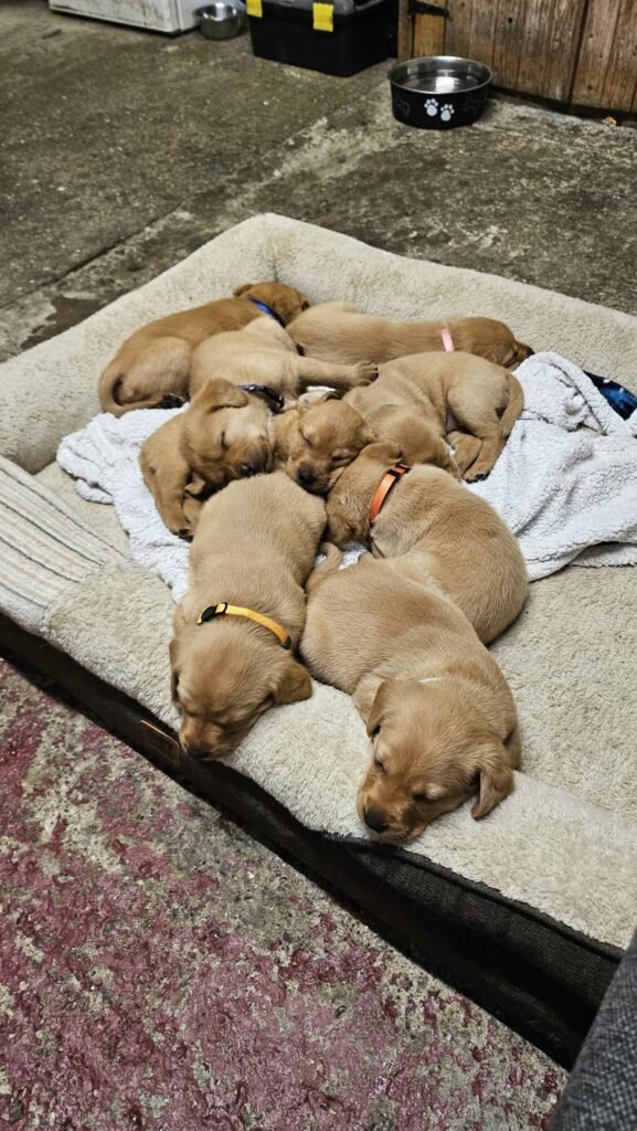 labrador retriever puppies