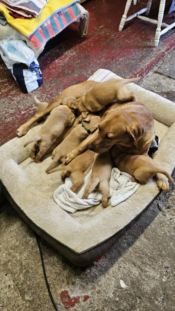 labrador retriever puppies london