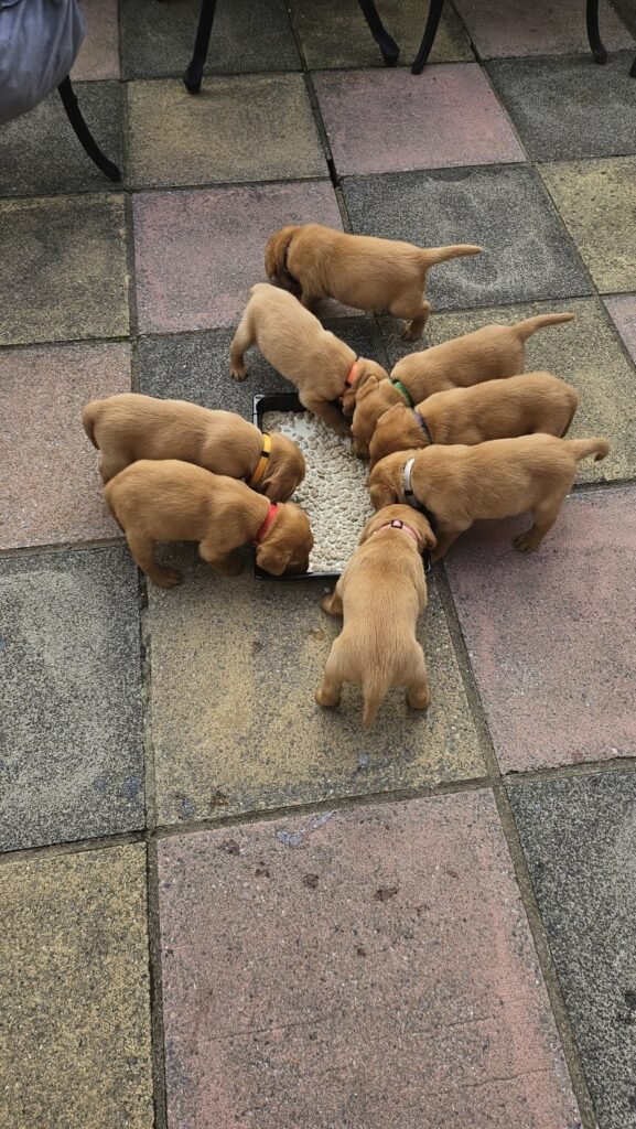 fox red labrador retriever puppies
