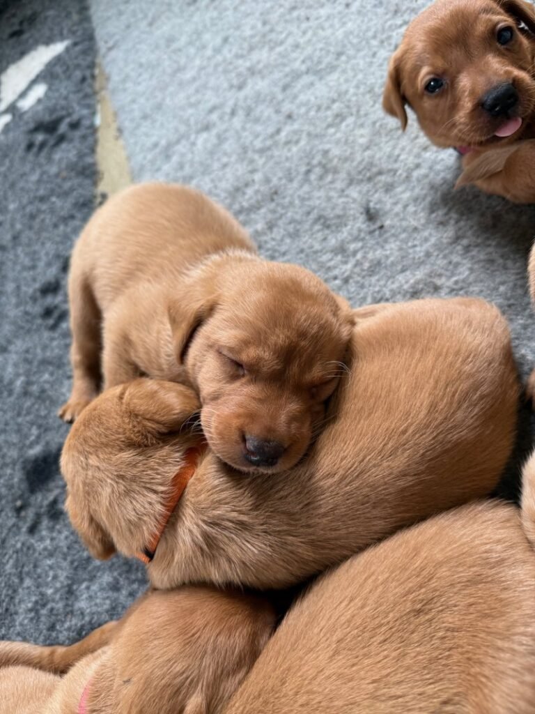 fox red labrador retriever puppies
