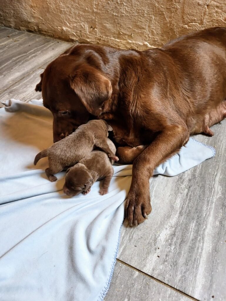 chocolate labs
