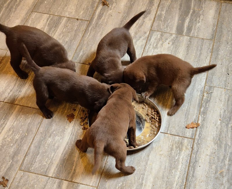 chocolate labrador retriever puppies