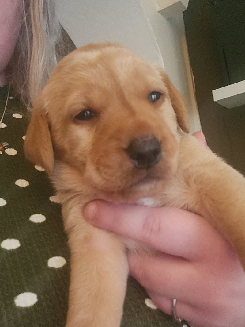 fox red labrador retriever puppies