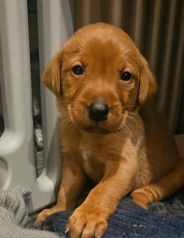 fox red labrador