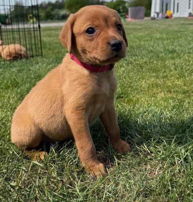 Fox Red Labs