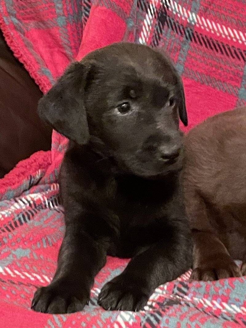 labrador retriever puppies near me