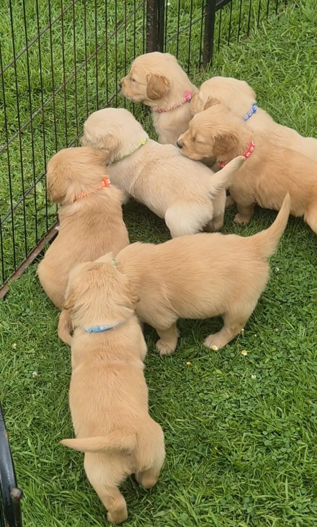 labrador retriever breeder