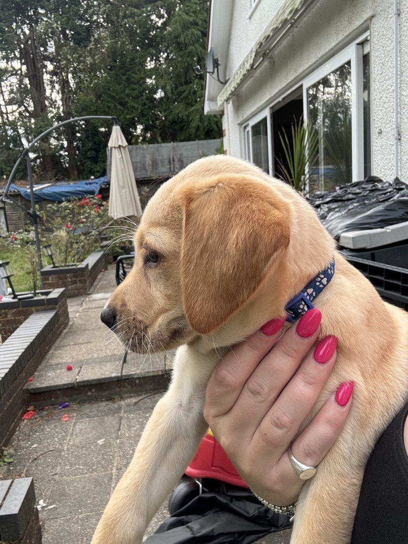 brown labrador retriever puppies