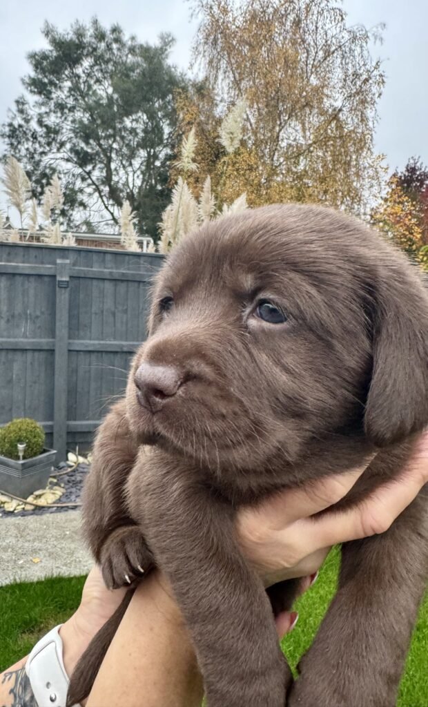 chocolate labs for sale UK