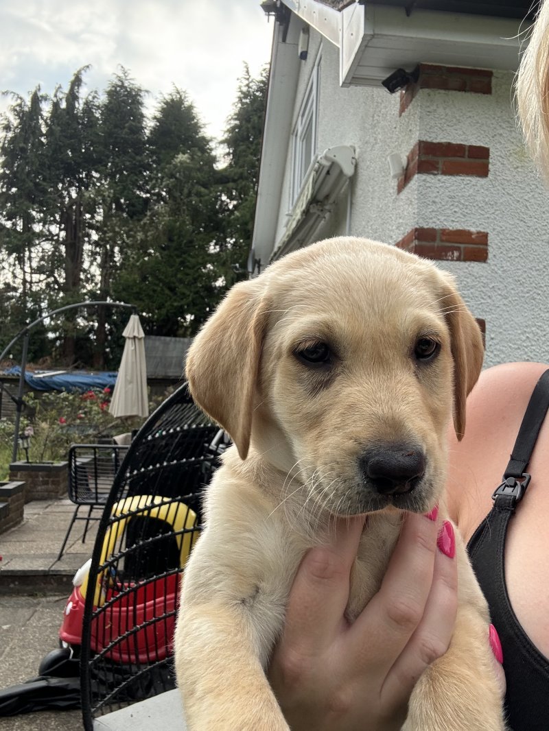 brown labrador retrievers