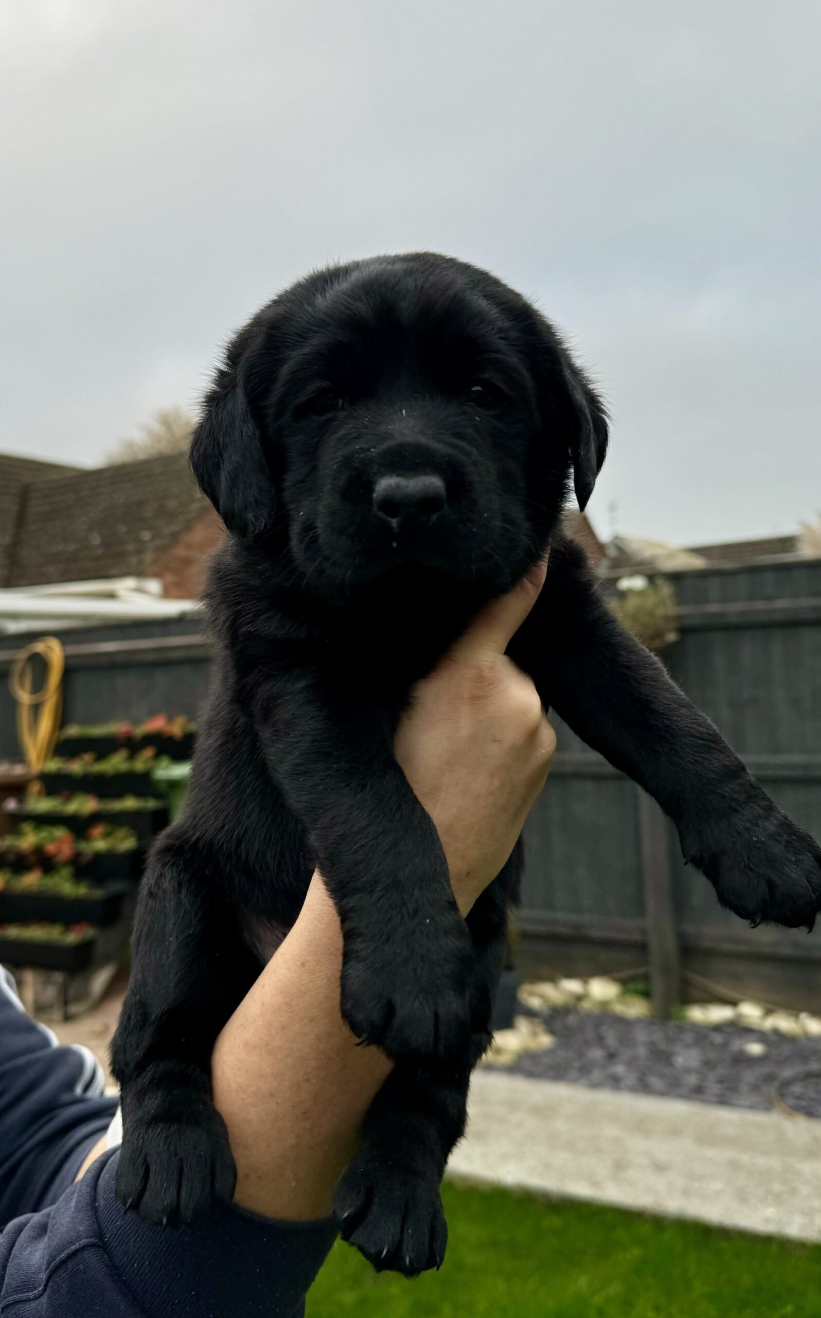 black labrador retriever puppies