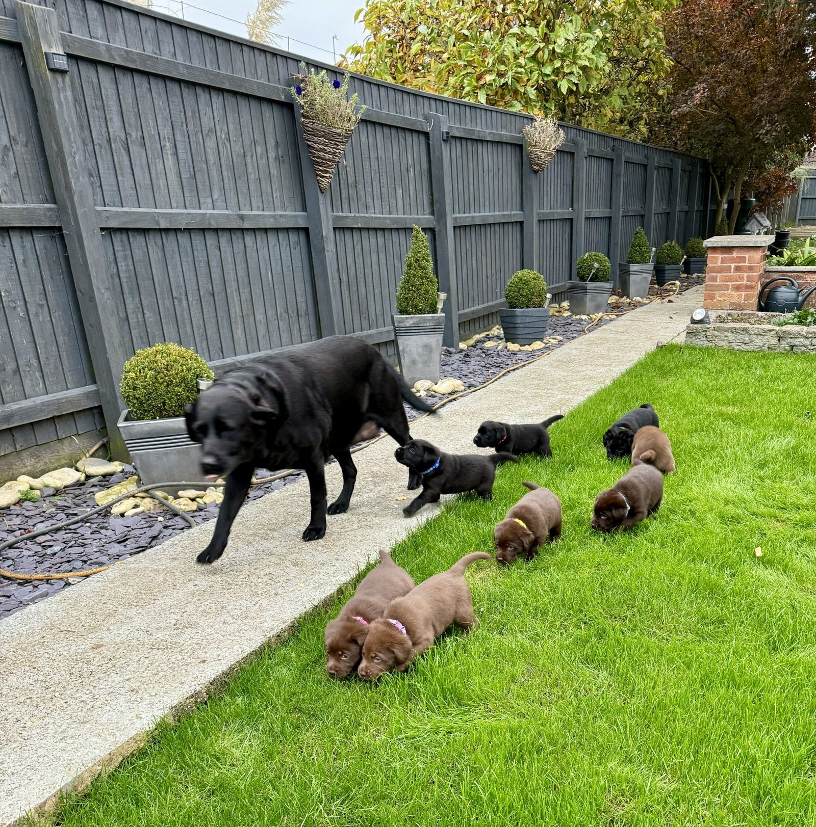 labrador retriever puppies