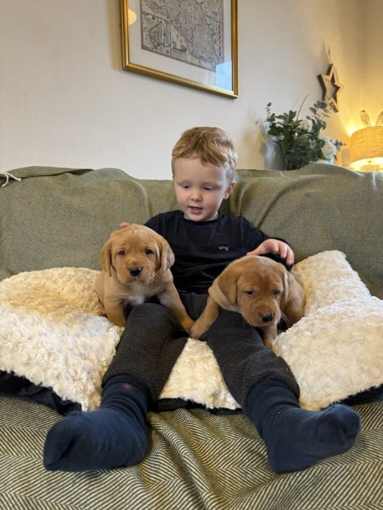 labrador retriever breeder