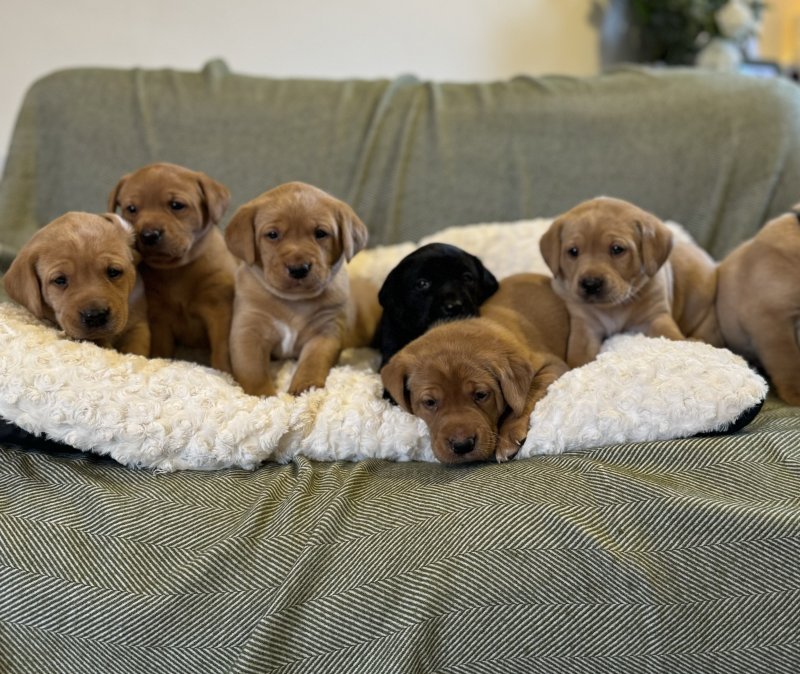 labrador retriever puppies for sale