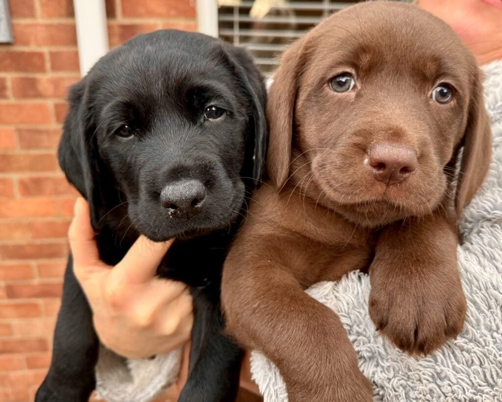 labrador retriever puppies