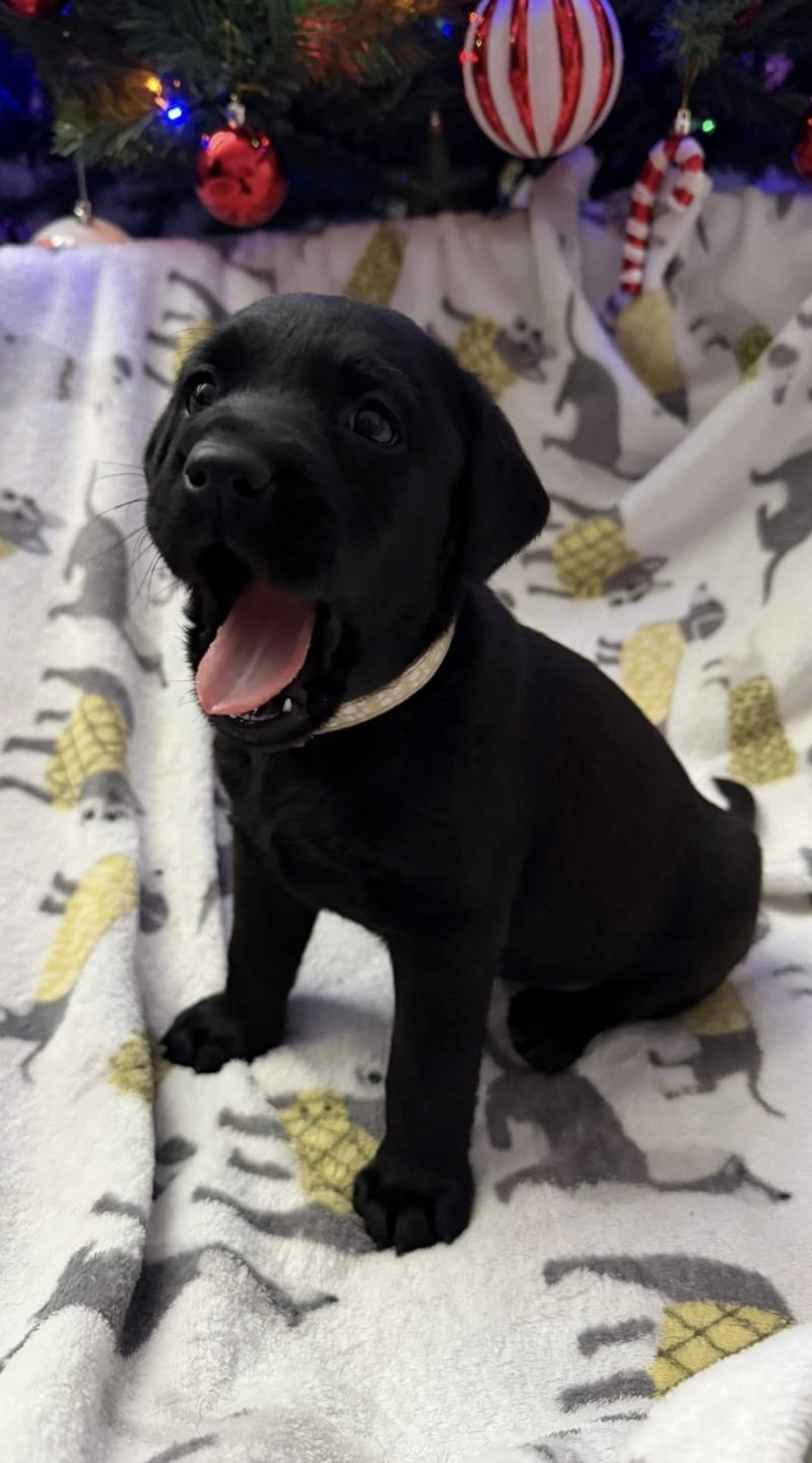 labrador retriever puppies near me