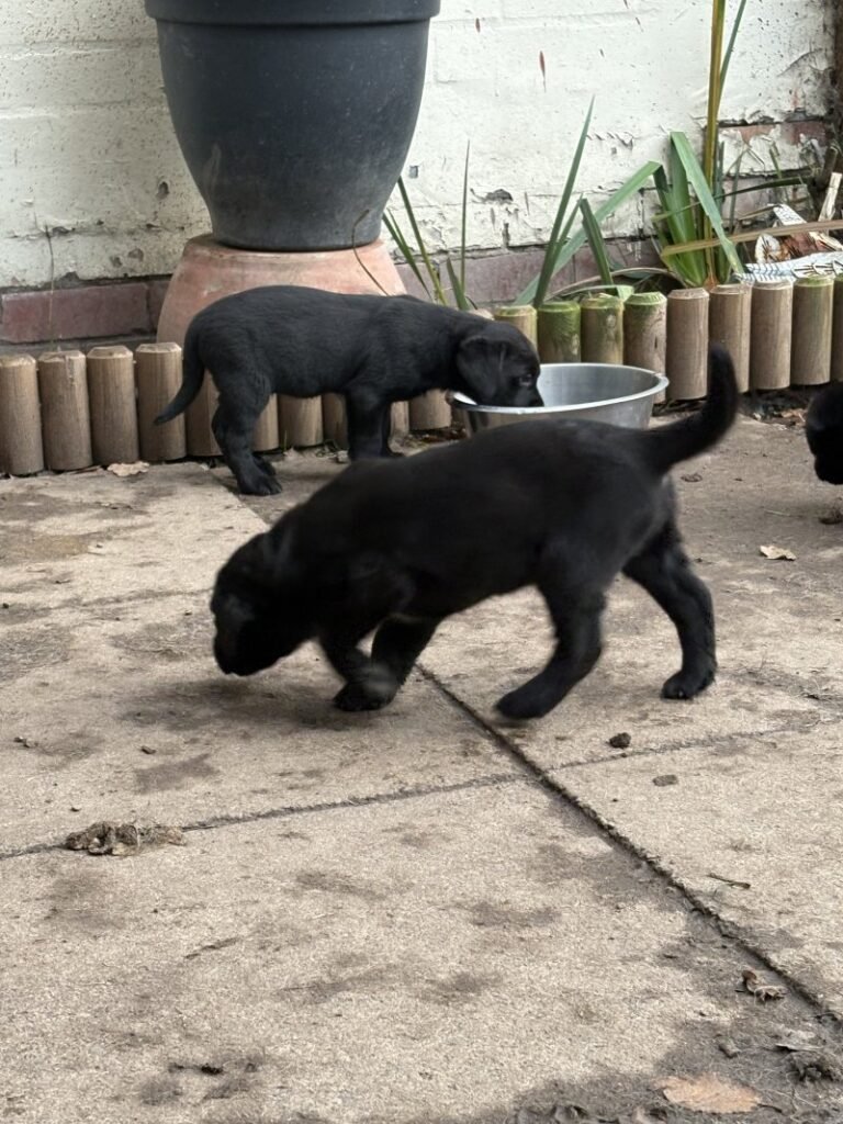 black labrador retriever puppies