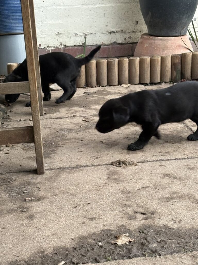 black labrador retriever puppies
