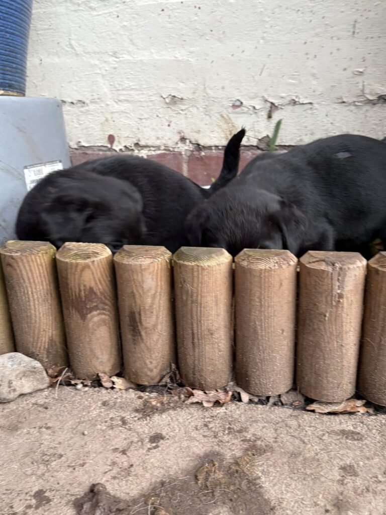 kc registered labrador retriever puppies