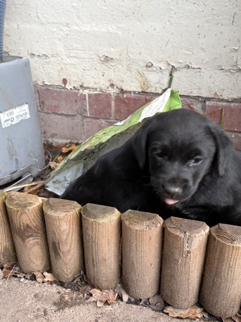 black labrador retriever puppies