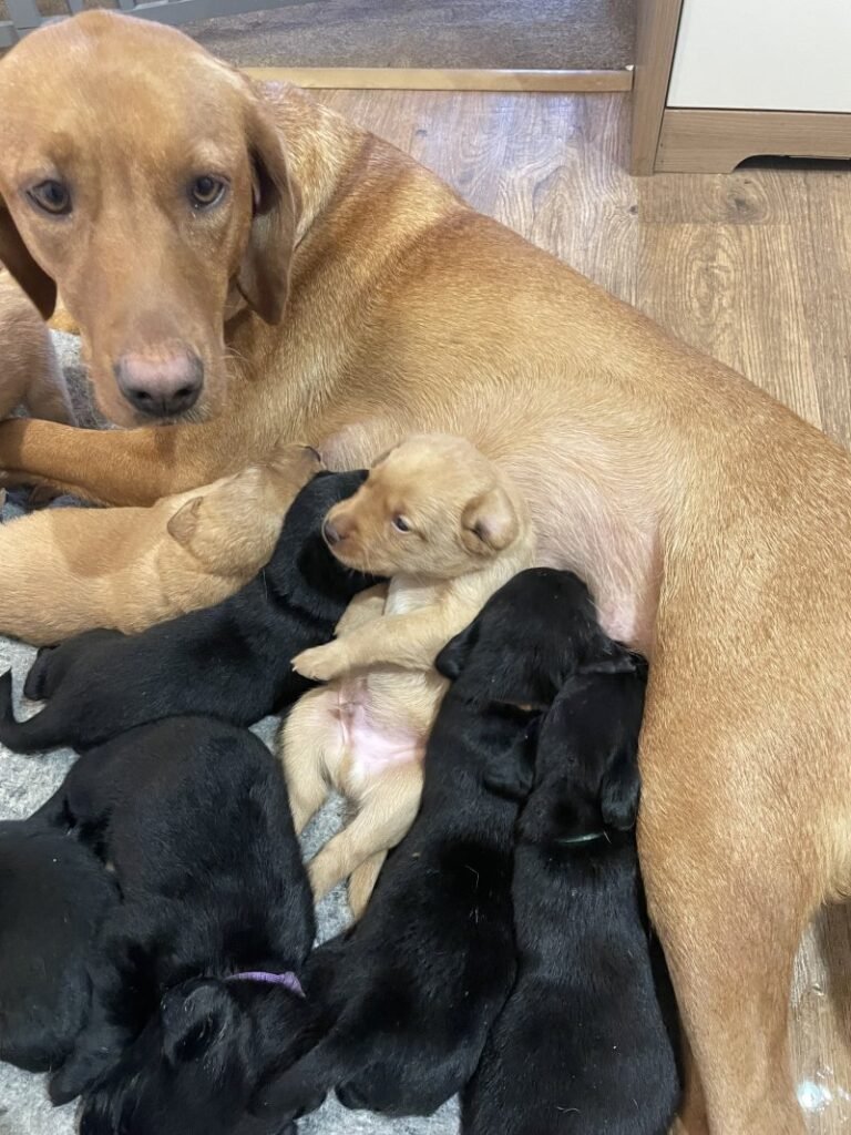 ethical labrador retriever breeder