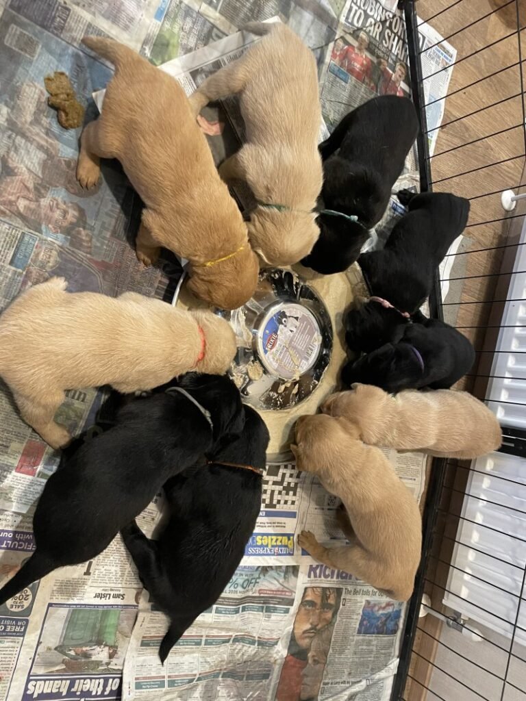 black and bown labrador retriever puppies