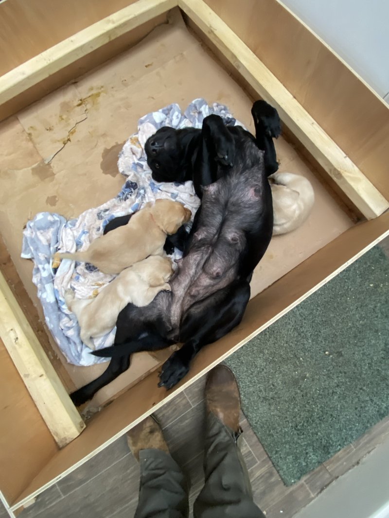 black labrador retriever breeder