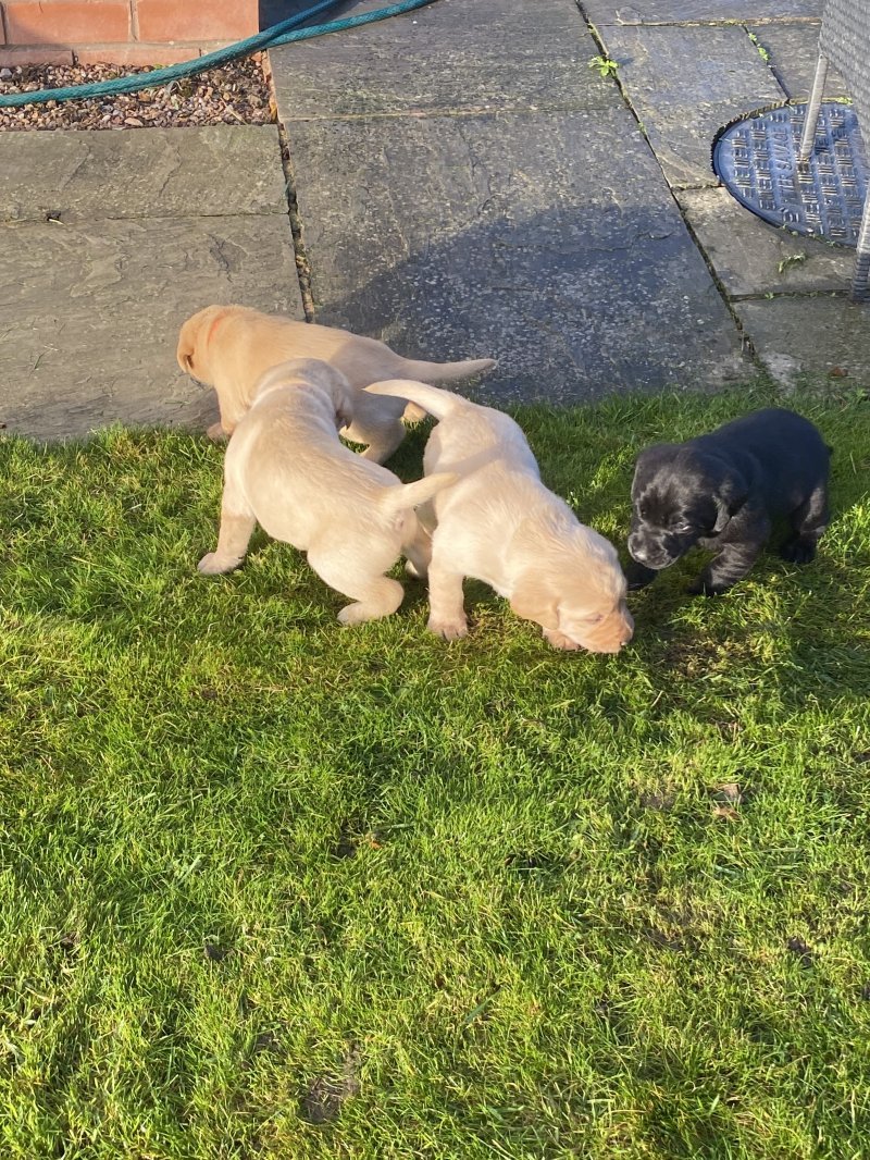 labrador retriever puppies