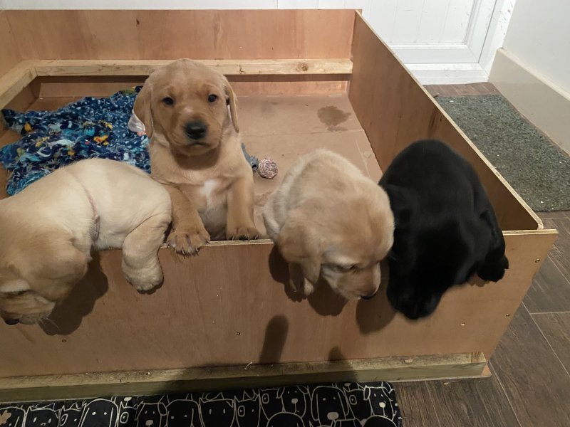 labrador retriever puppies