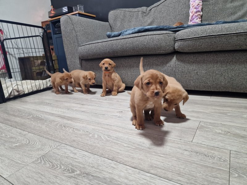 fox red labrador retriever puppies