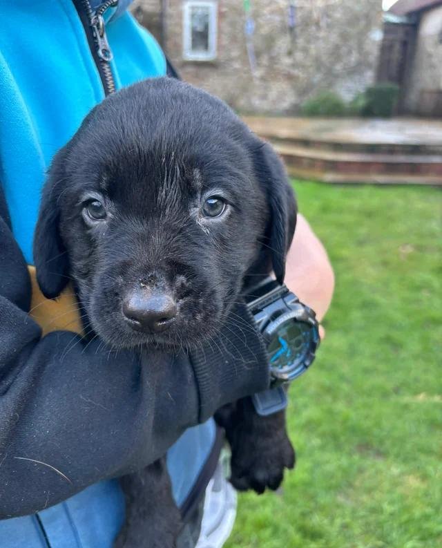 black labrador retrievers for sale uk