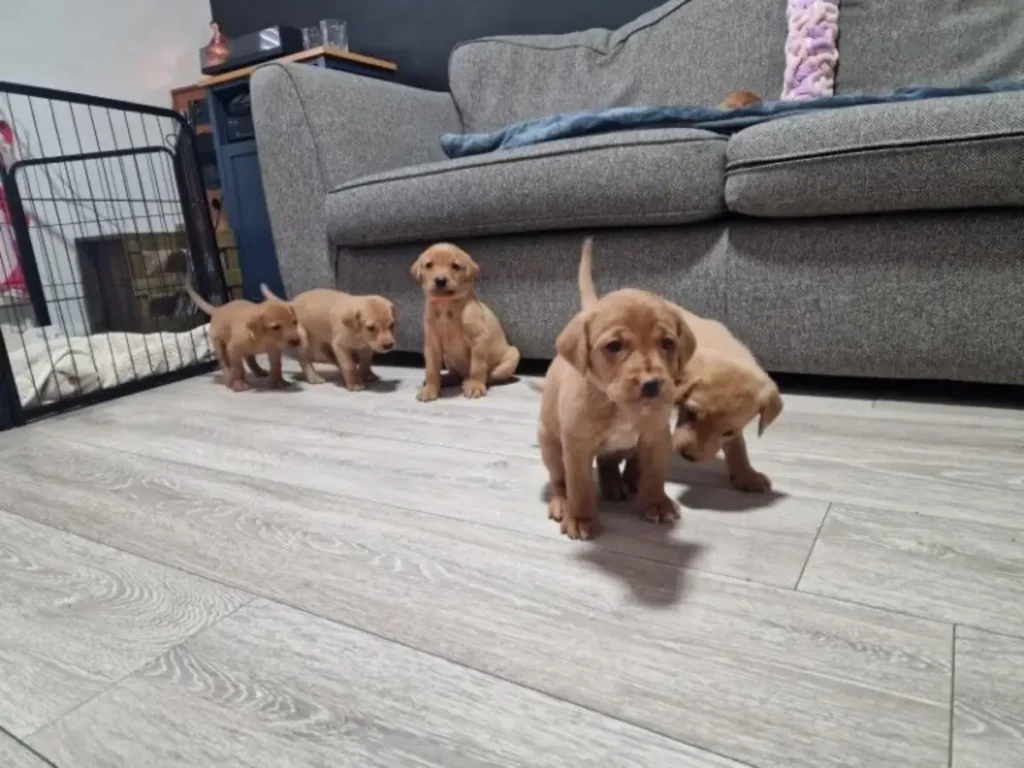 fox red labs for adoption