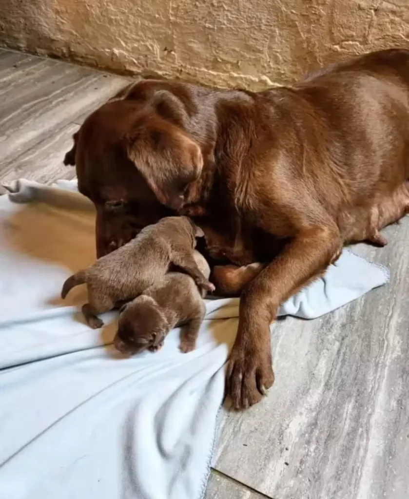chocolate labs
