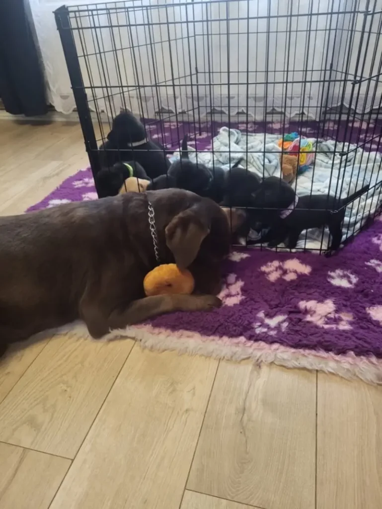 black labrador retriever puppies