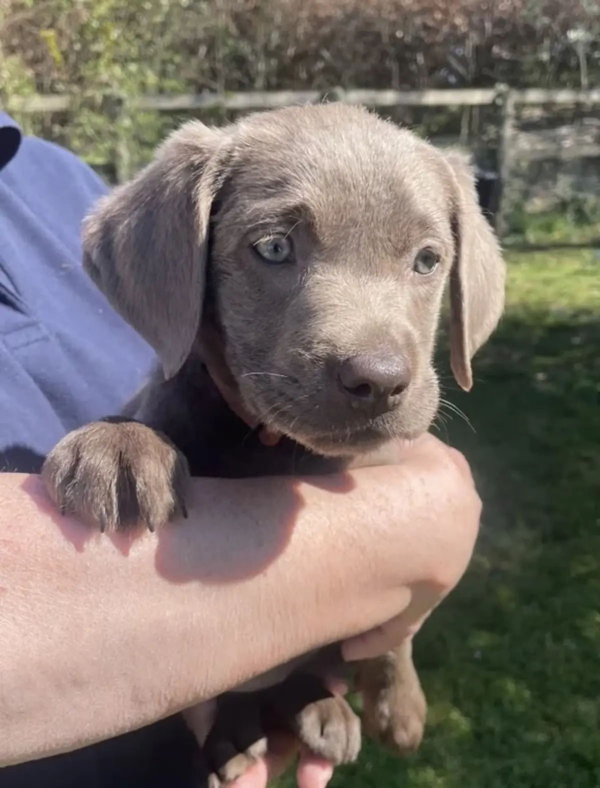 chocolate labrador puppy