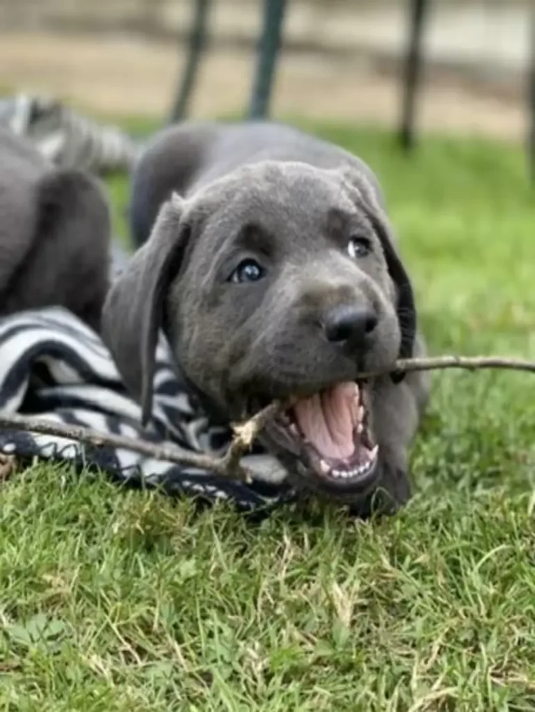 black labrador puppies in the uk