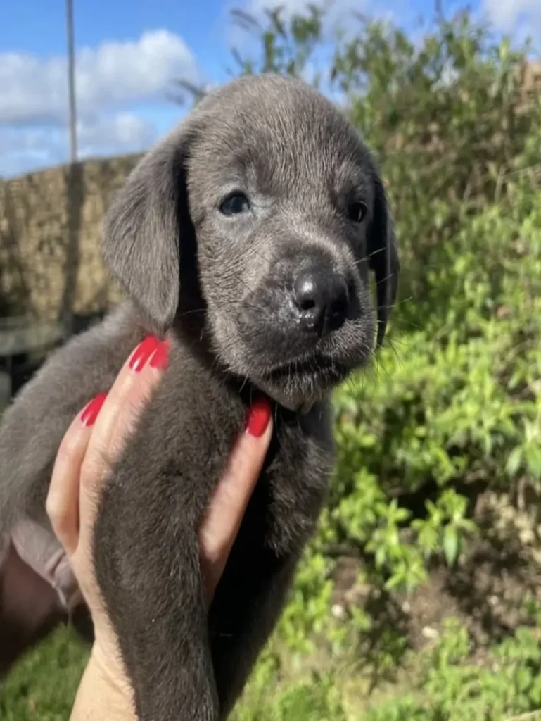 the black labrador