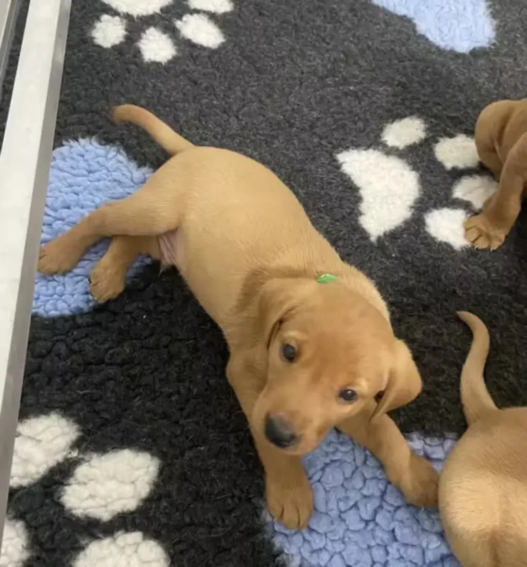 yellow labrador puppies