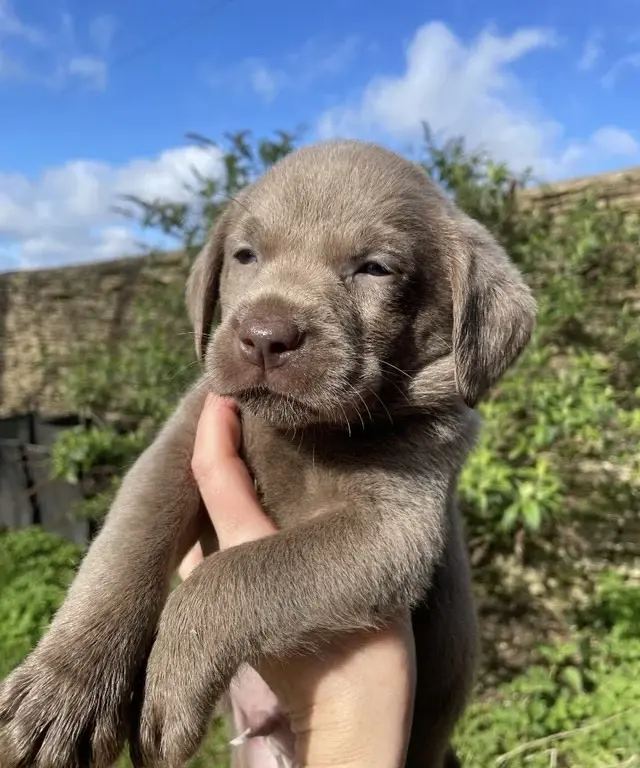 home raised chocolate labrador puppy