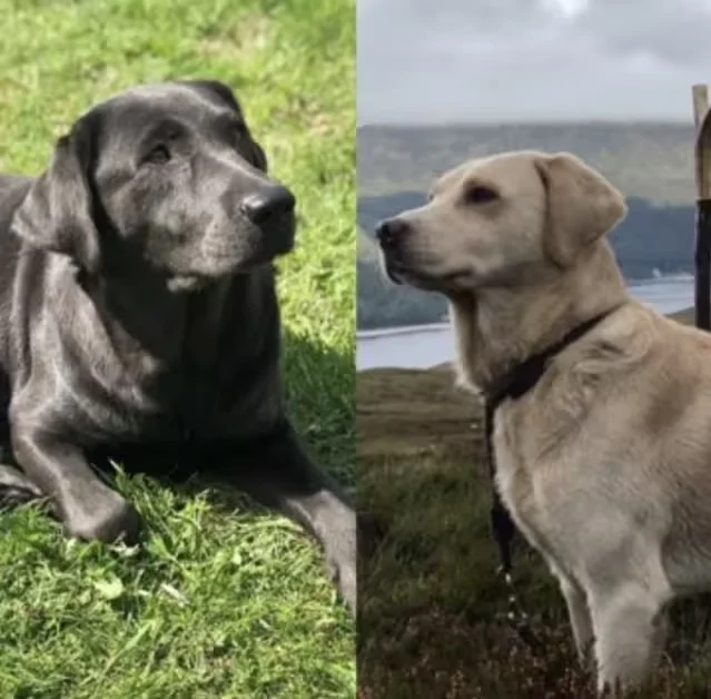 labrador parents