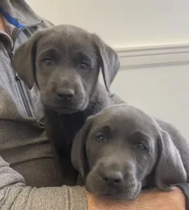 black labrador puppies