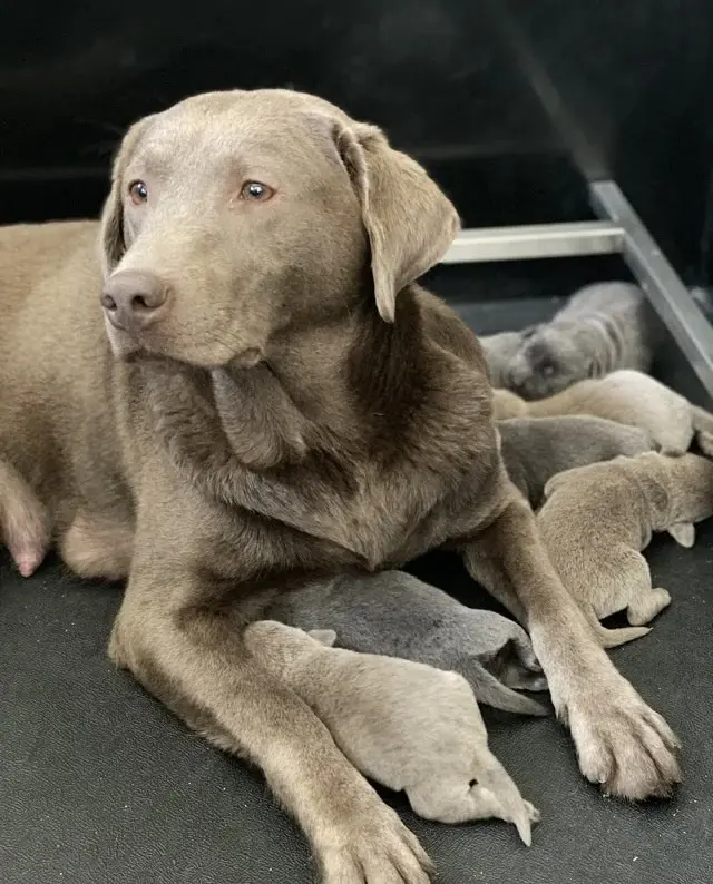 Our labrador retrievers mum