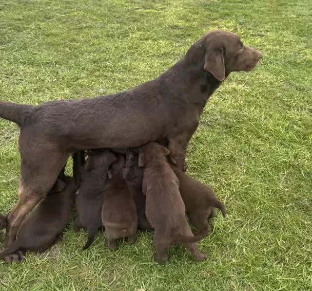 chocolate lab puppies uk
