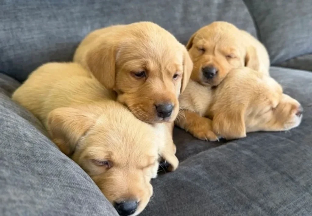 labradors pups