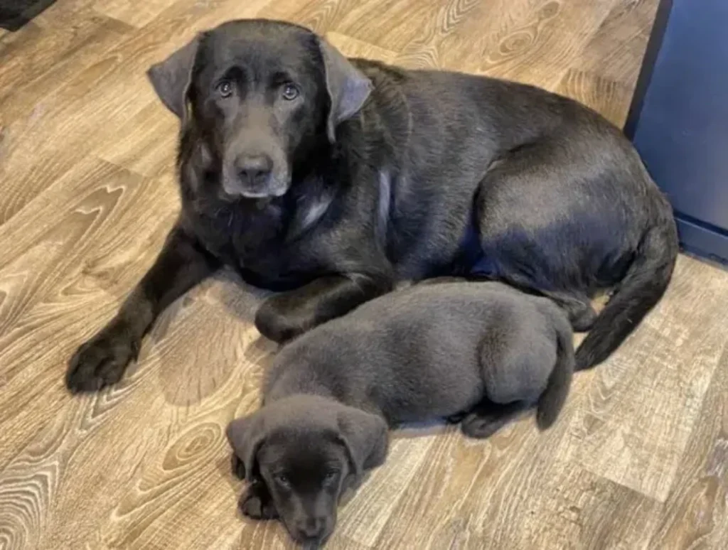 labradors retriever for sale uk