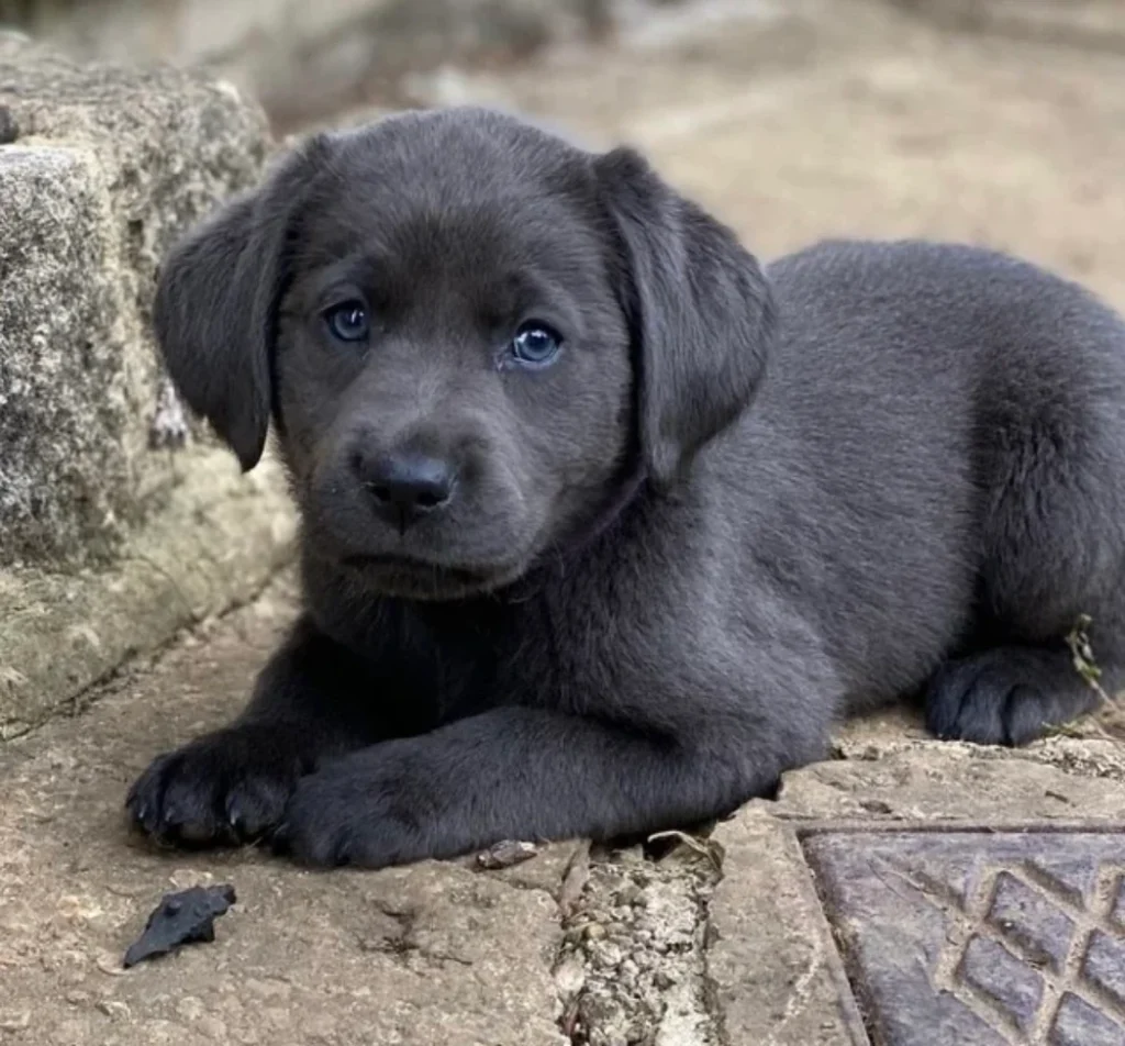 quality black lab