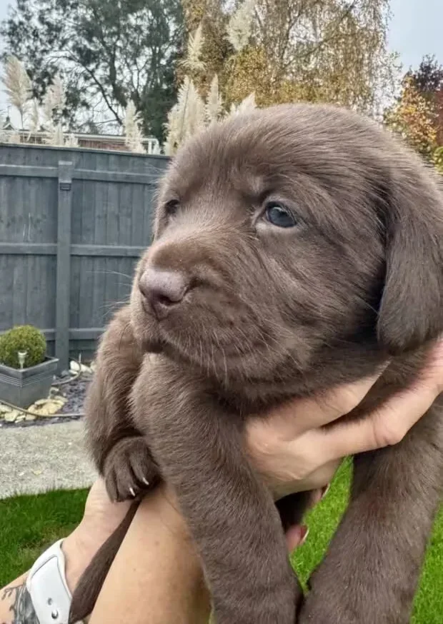 chocolate lab puppy