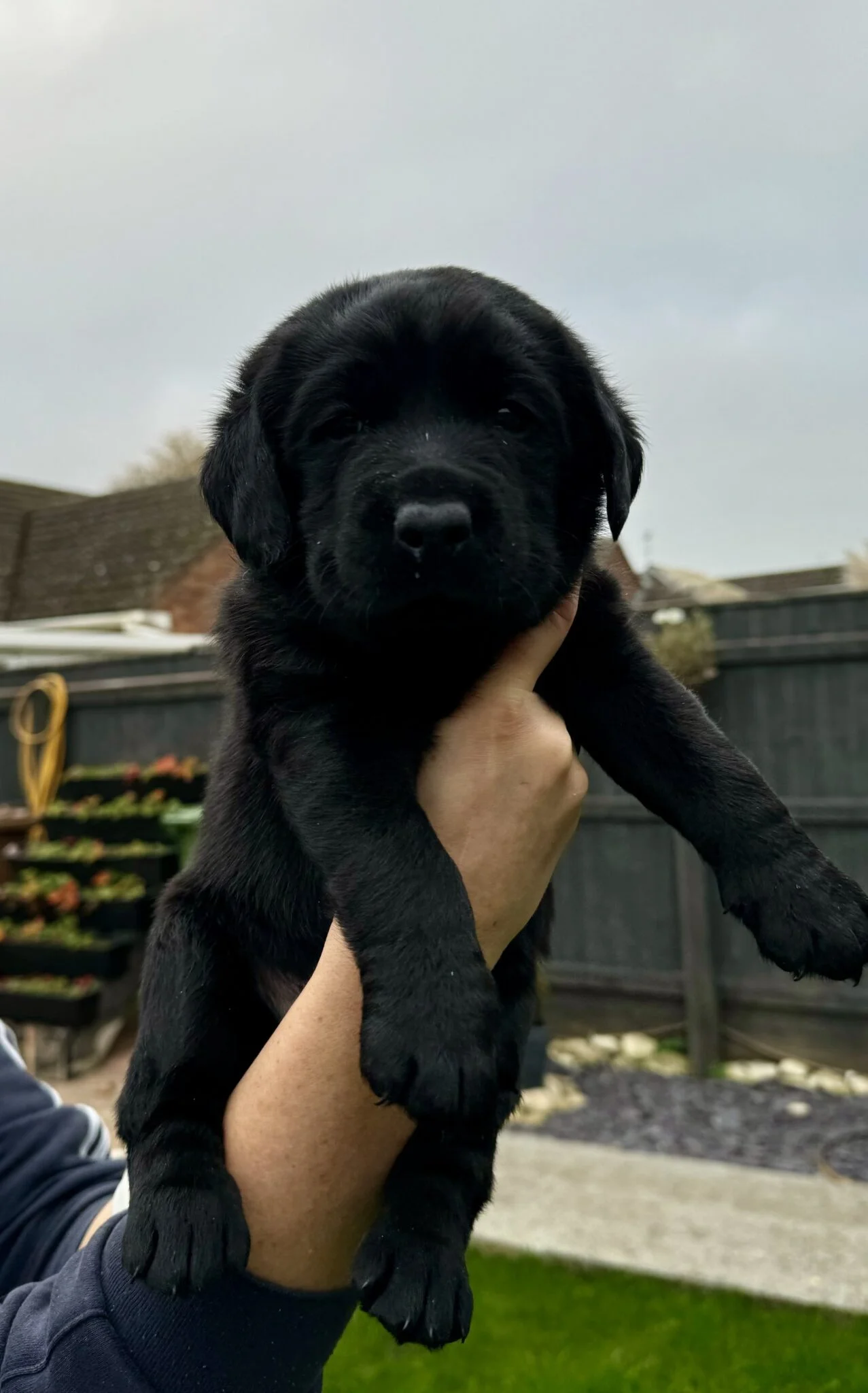 black labrador girl