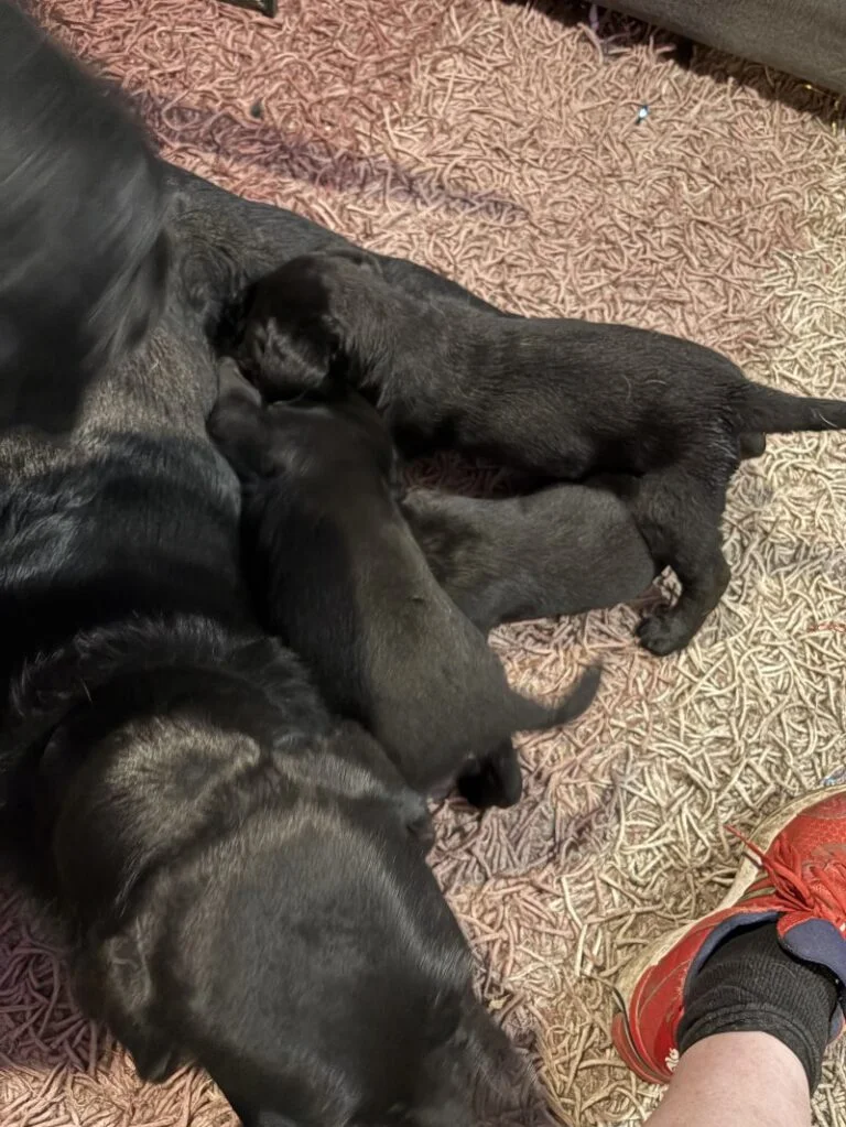 black labrador puppies near me