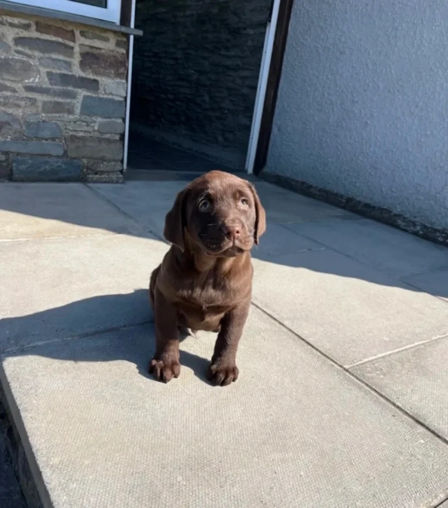 one year old chocolate labrador
